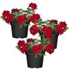 Hängendes Eisenkraut rot 12 cm Topf, 3er-Set