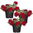 Hängendes Eisenkraut rot 12 cm Topf, 3er-Set