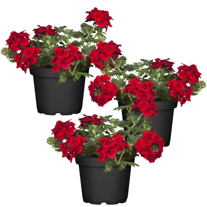 Hängendes Eisenkraut rot 12 cm Topf, 3er-Set