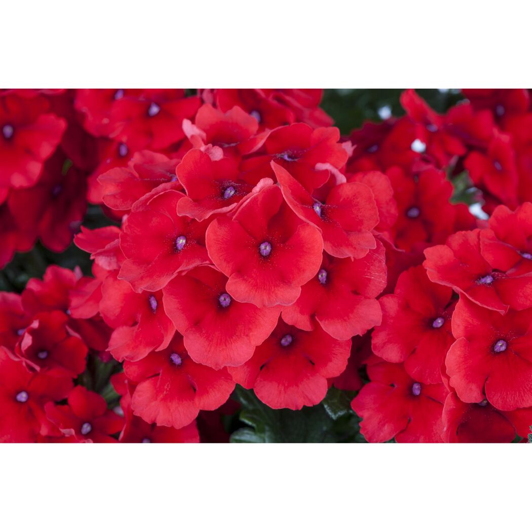 Hängendes Eisenkraut rot 12 cm Topf, 3er-Set