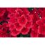 Hängendes Eisenkraut rot 12 cm Topf, 3er-Set