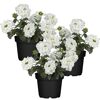 Hängendes Eisenkraut weiß 12 cm Topf, 3er-Set
