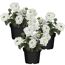 Hängendes Eisenkraut weiß 12 cm Topf, 3er-Set