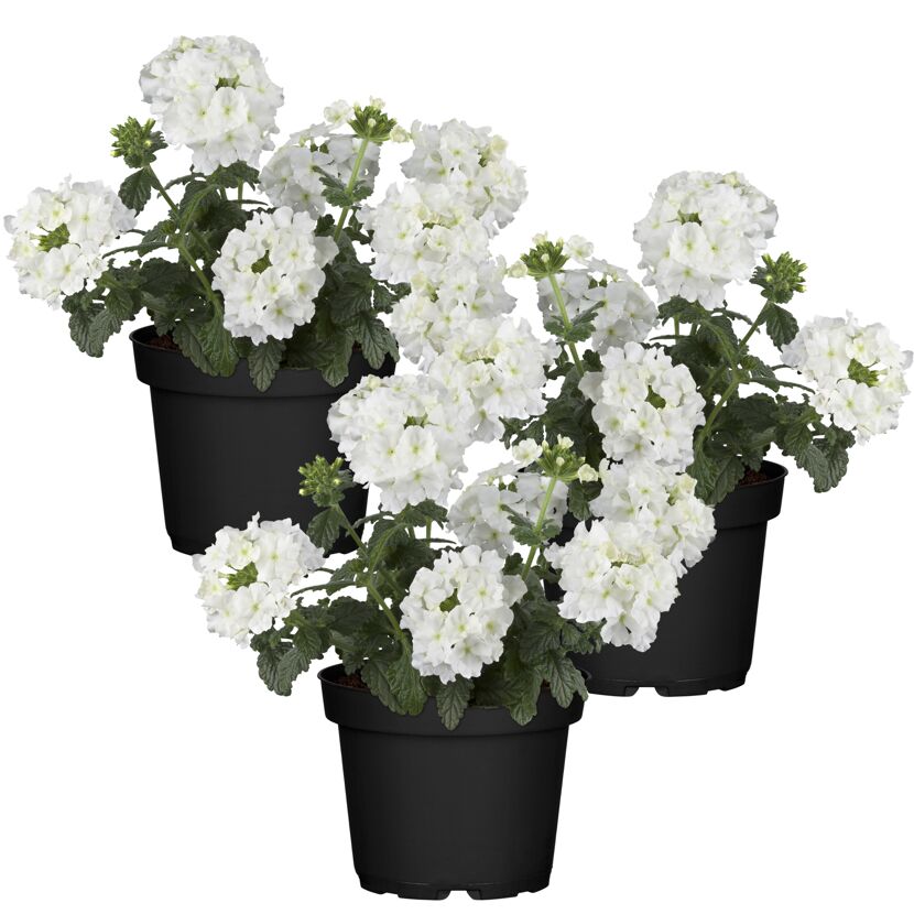 Hängendes Eisenkraut weiß 12 cm Topf, 3er-Set
