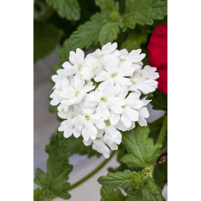 Hängendes Eisenkraut weiß 12 cm Topf, 3er-Set