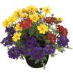 hauptbild