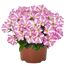 Petunie 'Sternblüte' 12 cm Topf