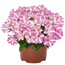 Petunie 'Sternblüte' 12 cm Topf