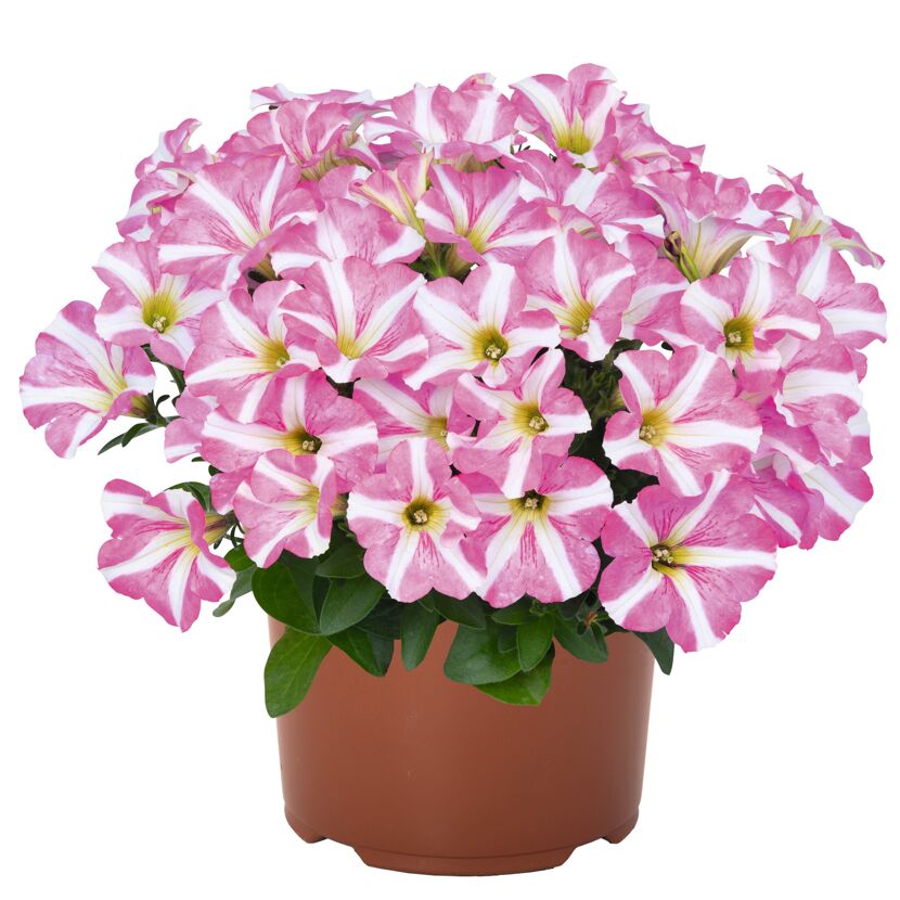 Petunie 'Sternblüte' 12 cm Topf