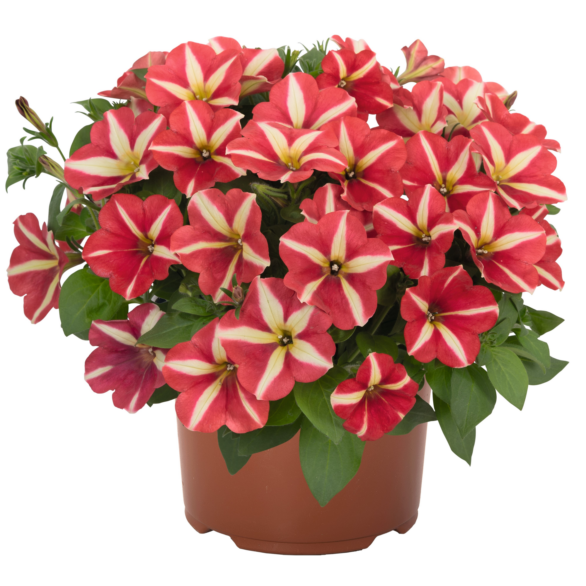 Petunie 'Sternblüte' 12 cm Topf