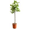 Feigenbaum in Topf