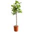 Feigenbaum in Topf