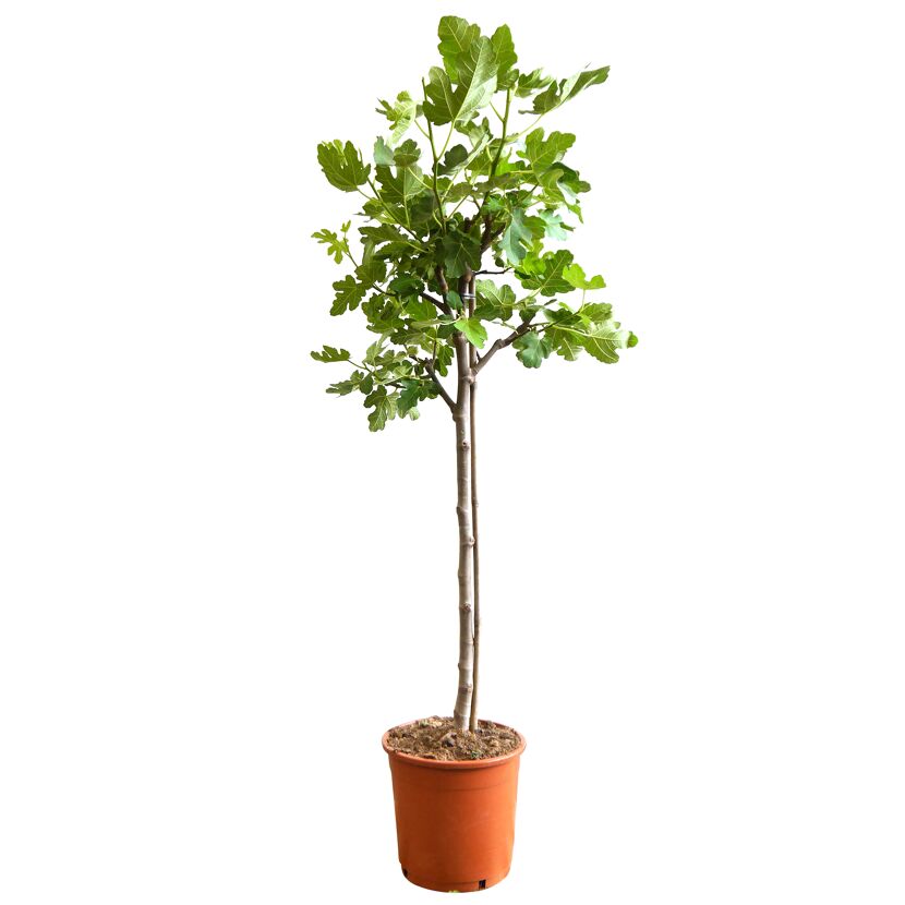Feigenbaum in Topf