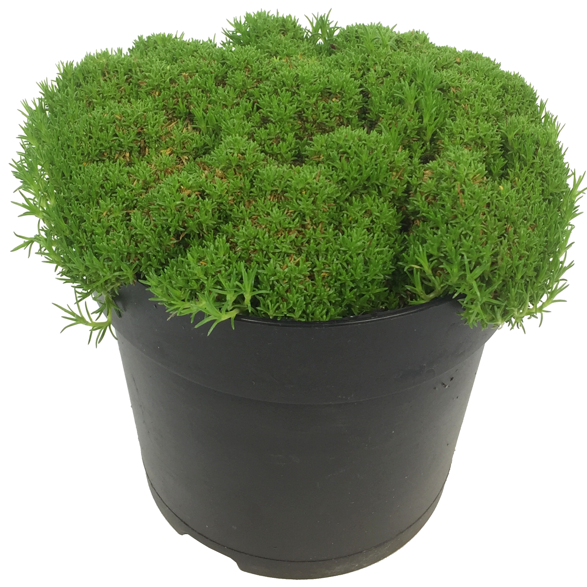 Knäuelkraut Match & Moss 'Pine Green®' 13 cm Topf + product picture