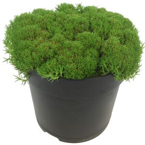 Knäuelkraut Match & Moss 'Pine Green®' 13 cm Topf