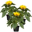 hauptbild