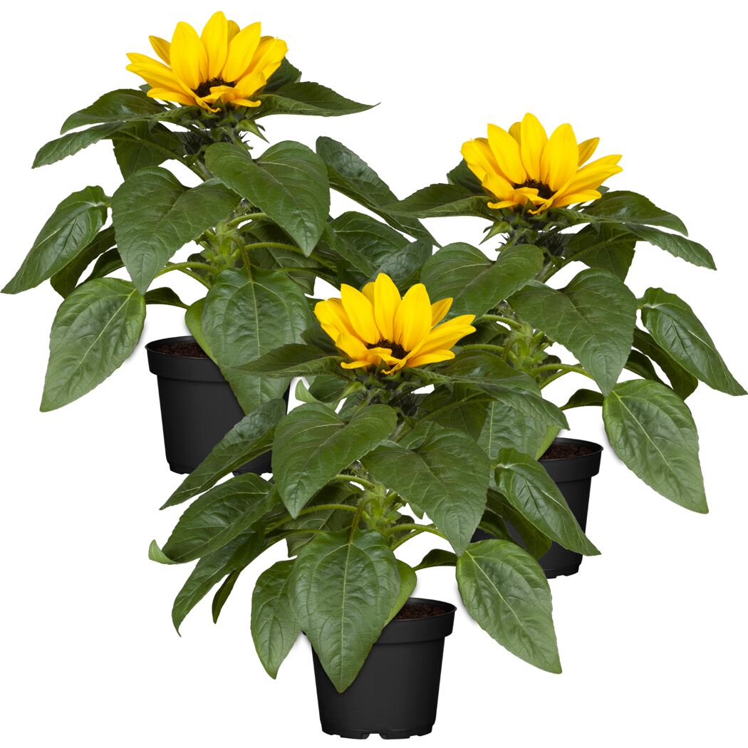 Sonnenblume 12 cm Topf, 3er-Set