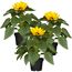Drei Sonnenblumen in schwarzen Töpfen