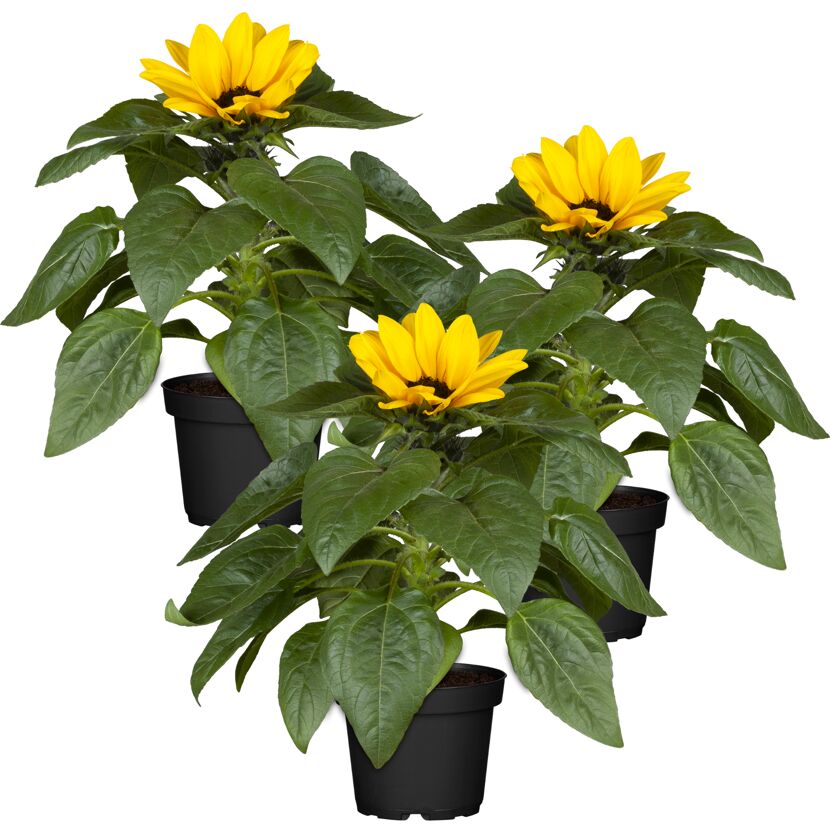 Drei Sonnenblumen in schwarzen Töpfen