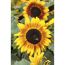 Sonnenblume mit Biene