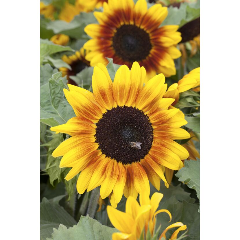 Sonnenblume mit Biene