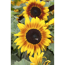 Verkleinertes Bild von Sonnenblume 12 cm Topf, 3er-Set