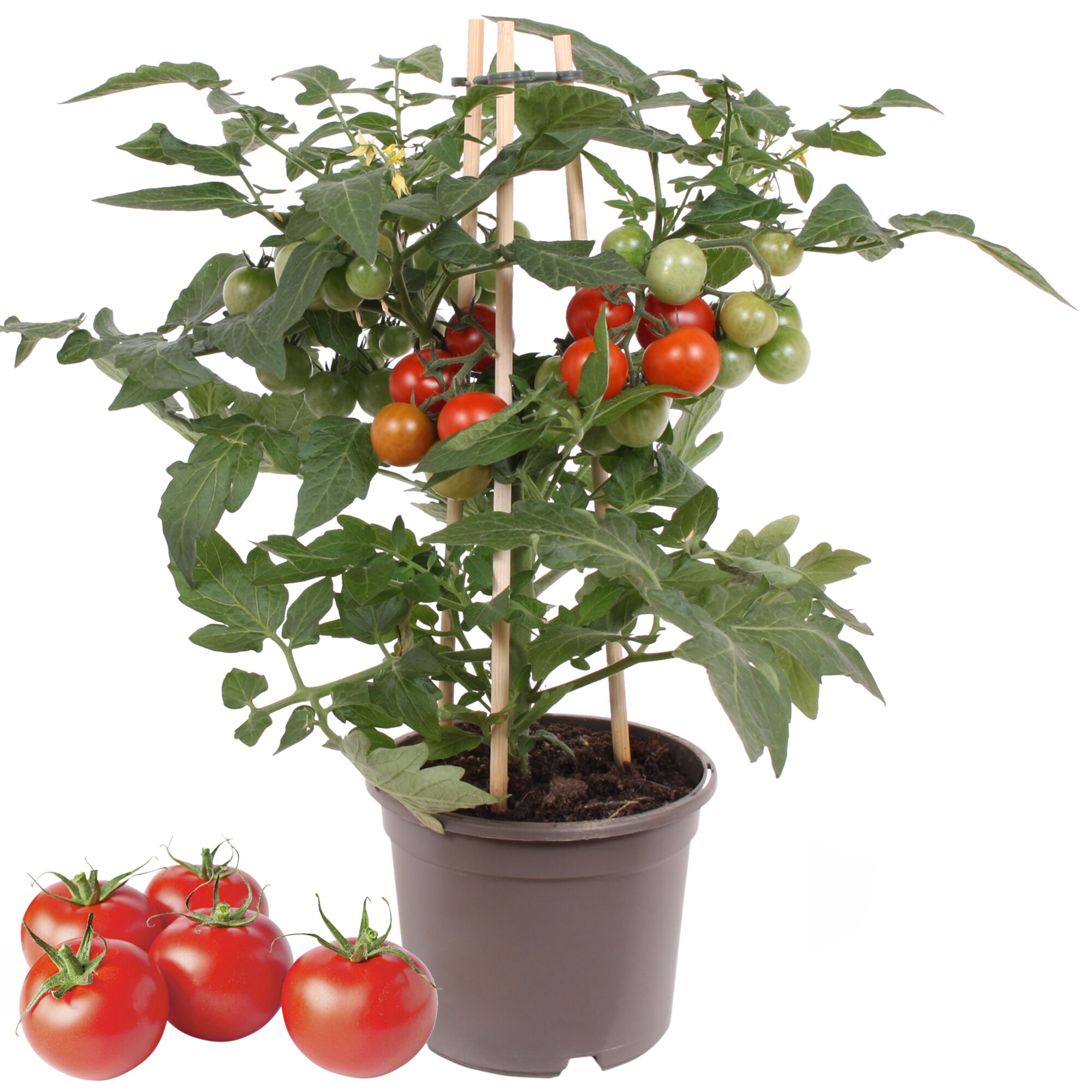 Tomatenpflanze mit roten und grünen Tomaten