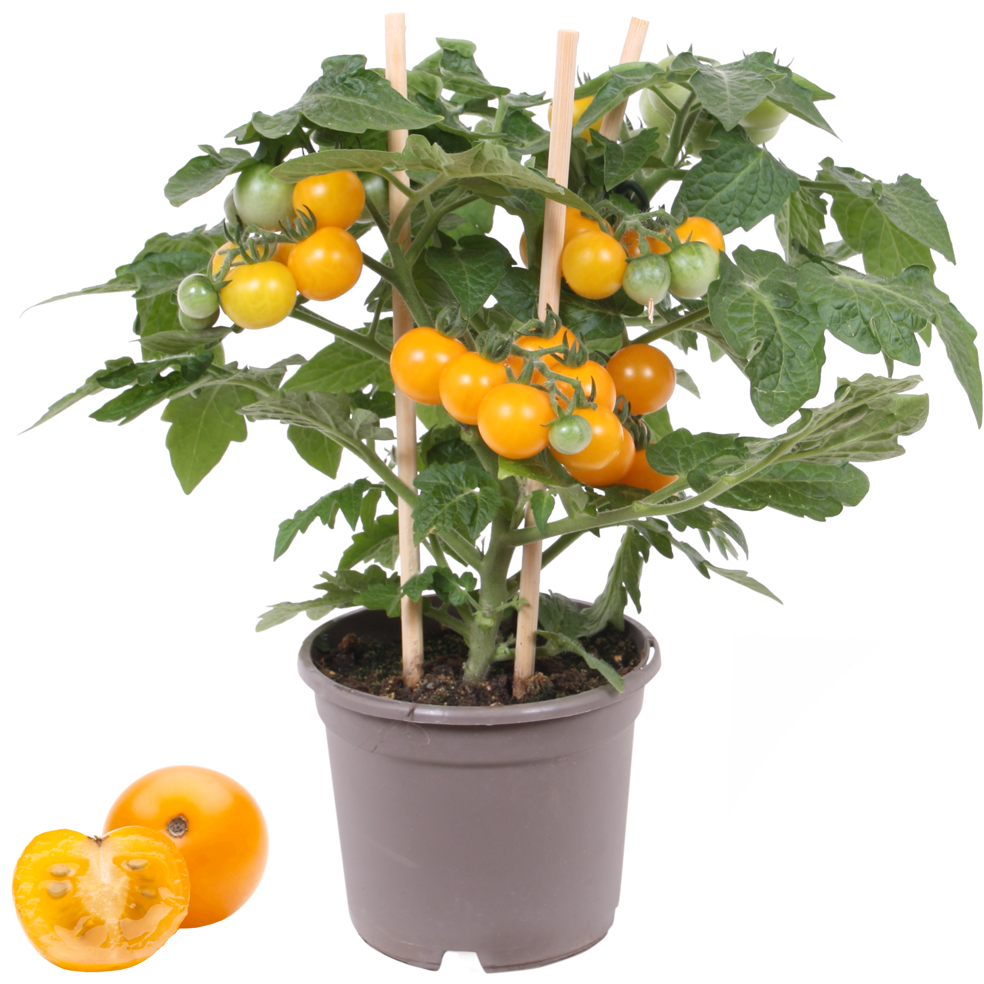 Cherrytomate mit Früchten, gelb, 14 cm Topf + product picture