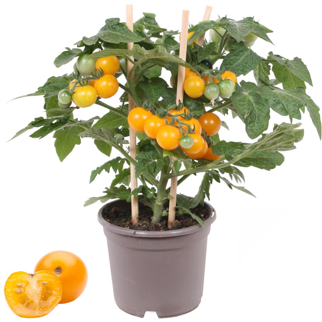 Gelbe Kirschtomatenpflanze im Topf