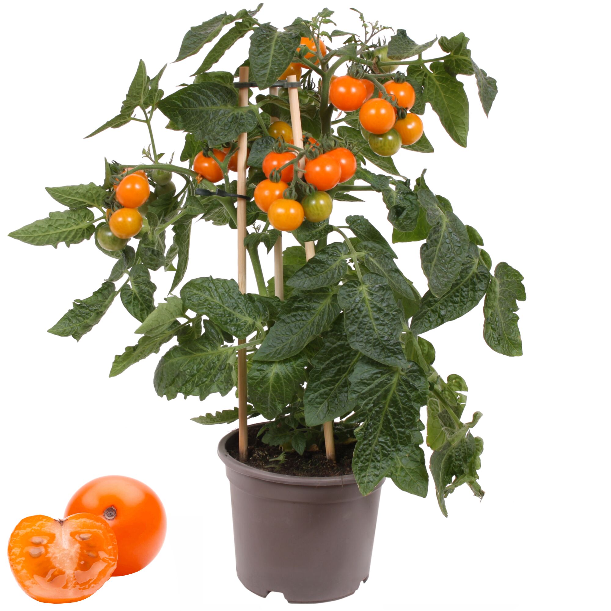 Orangefarbene Cherry-Tomatenpflanze im Topf