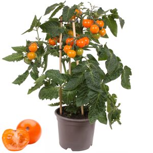 Cherrytomate mit Früchten, orange, 14 cm Topf