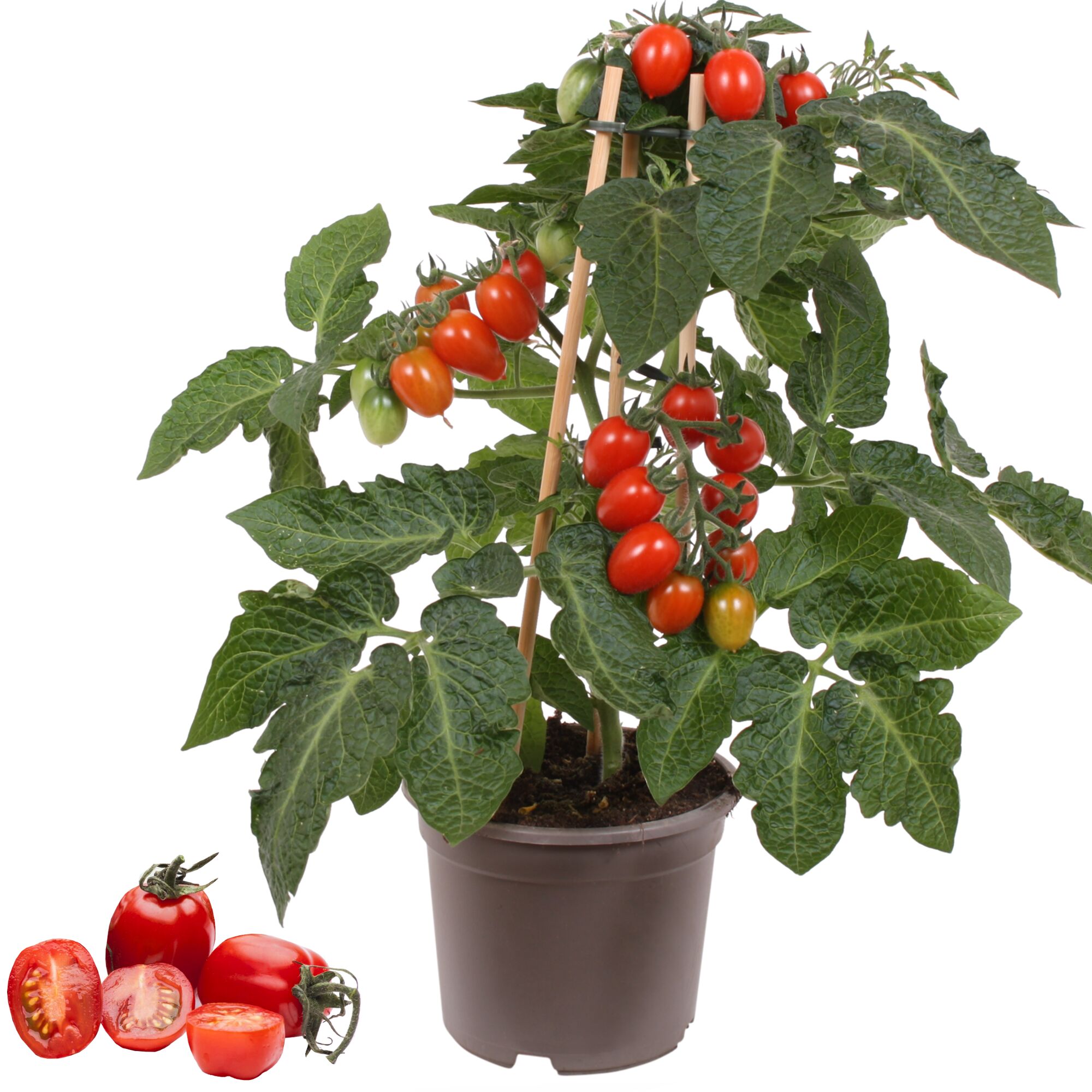 Tomatenpflanze mit reifen Tomaten und geschnittenen Tomaten