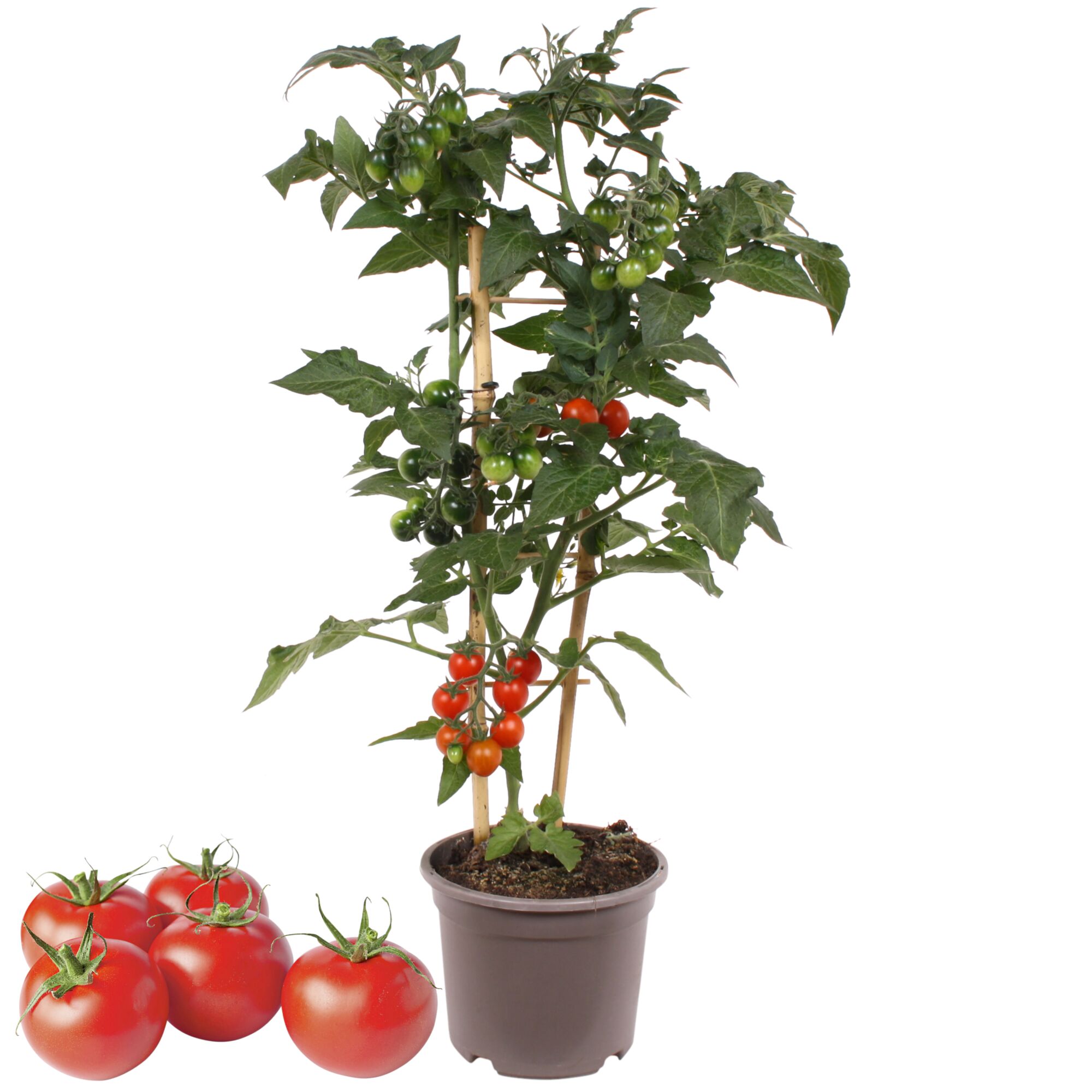 Tomatenpflanze mit grünen und roten Tomaten und reife Tomaten
