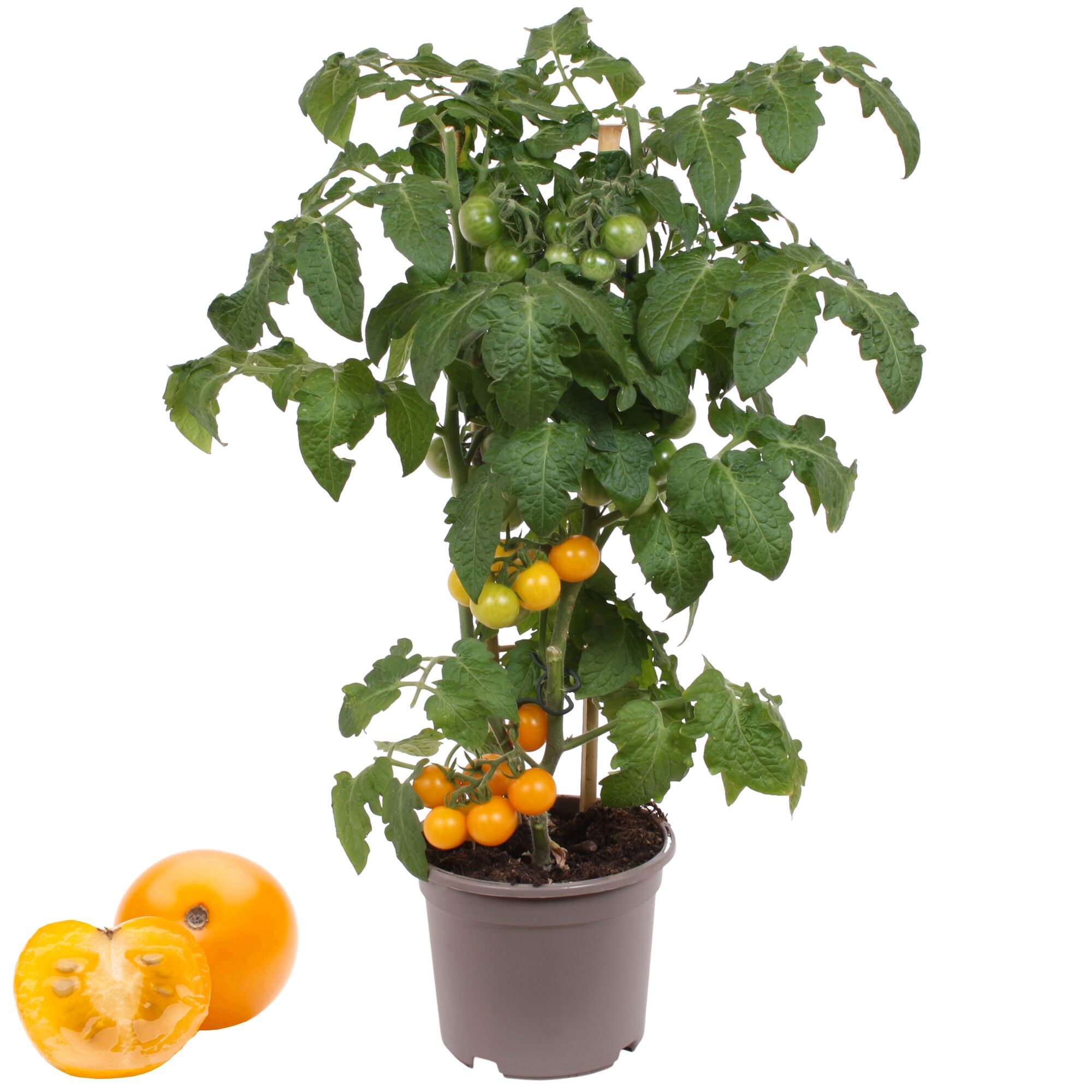 Gelbe Kirschtomatenpflanze mit Früchten in grauem Topf