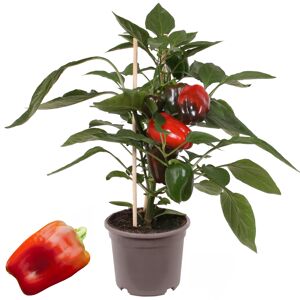 Paprika mit Früchten, rot, 14 cm Topf
