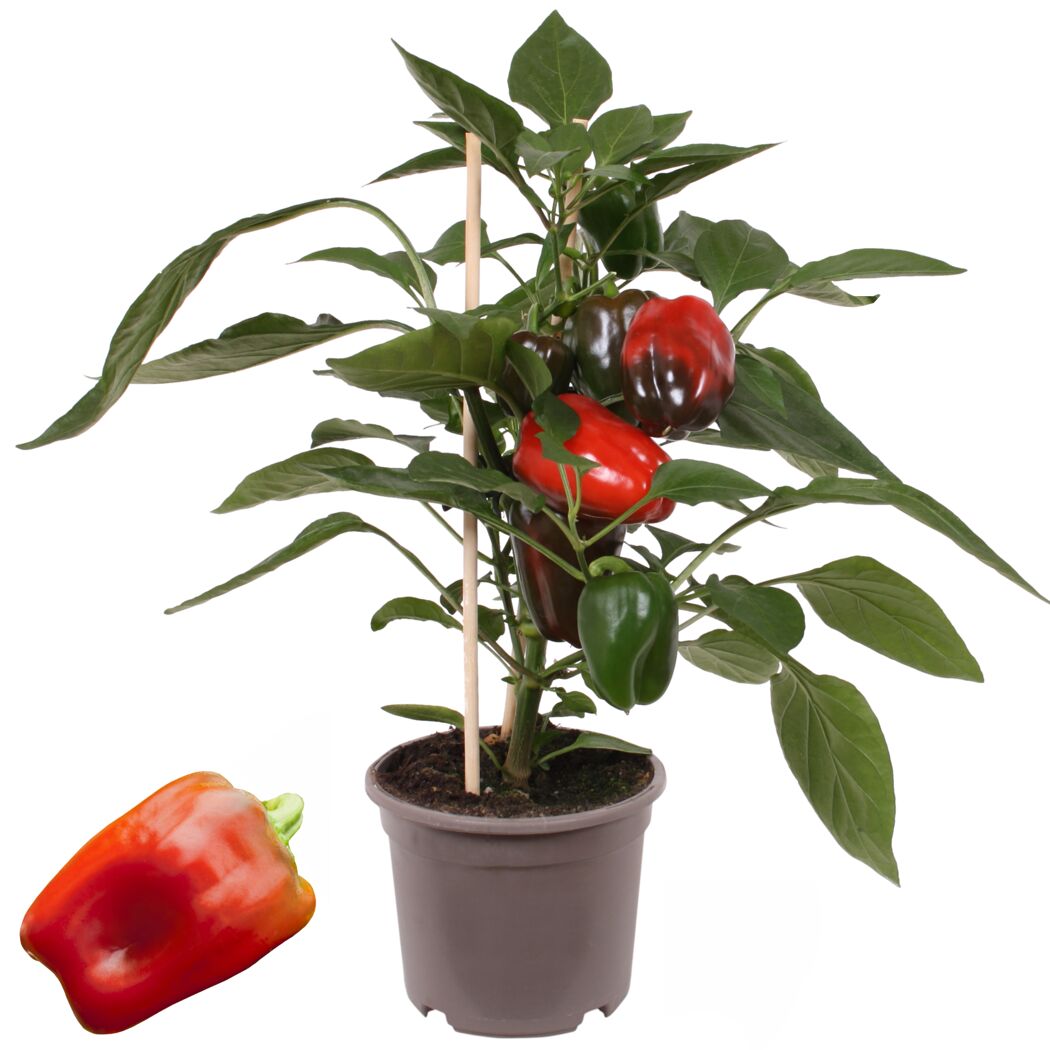 Paprika-Pflanze mit roten und grünen Paprika