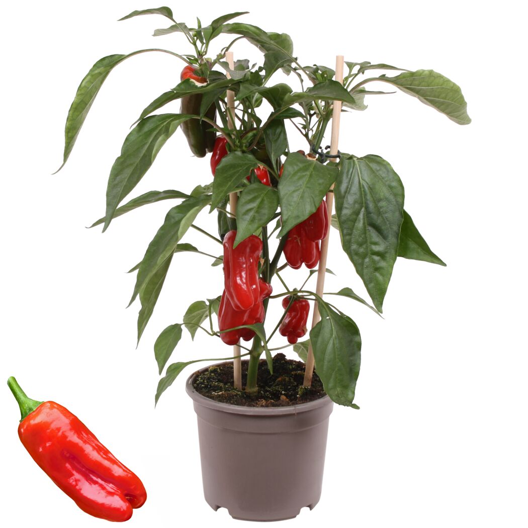 Snackpaprika Red Pick-&-Joy im Topf