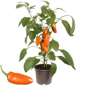 Snack-Paprika mit Früchten, orange, 14 cm Topf