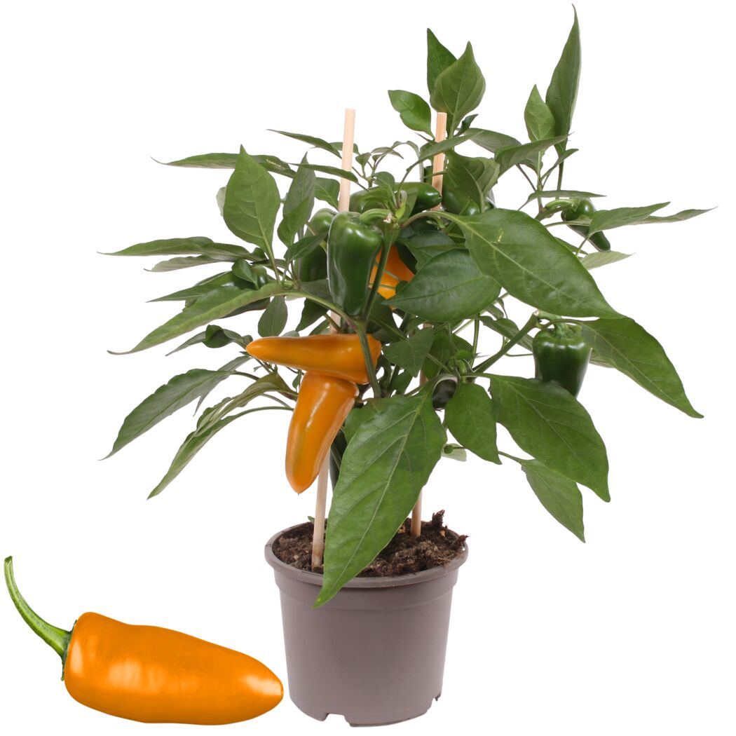 Snackpaprika-Pflanze mit orangen und grünen Früchten