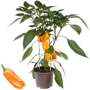 Paprika mit Früchten, gelb, 14 cm Topf