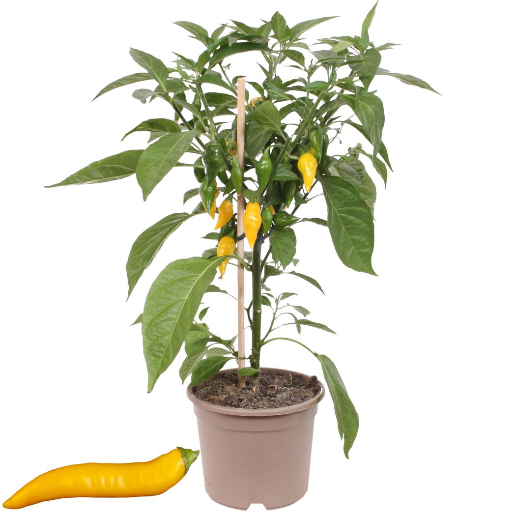 Chili-Pflanze mit gelben Chilis im Topf