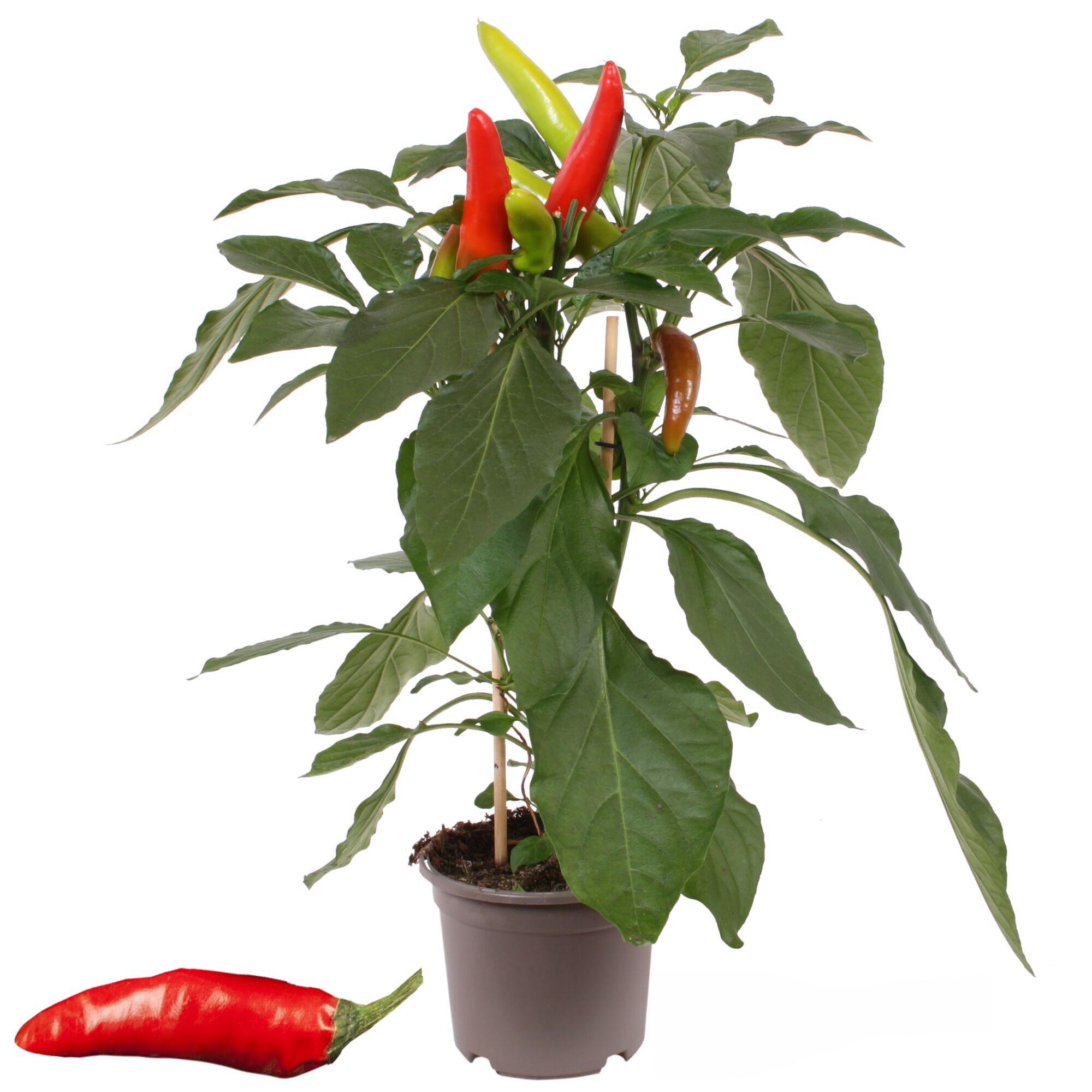 Chillipflanze mit grünen Blättern und roten und grünen Chilischoten