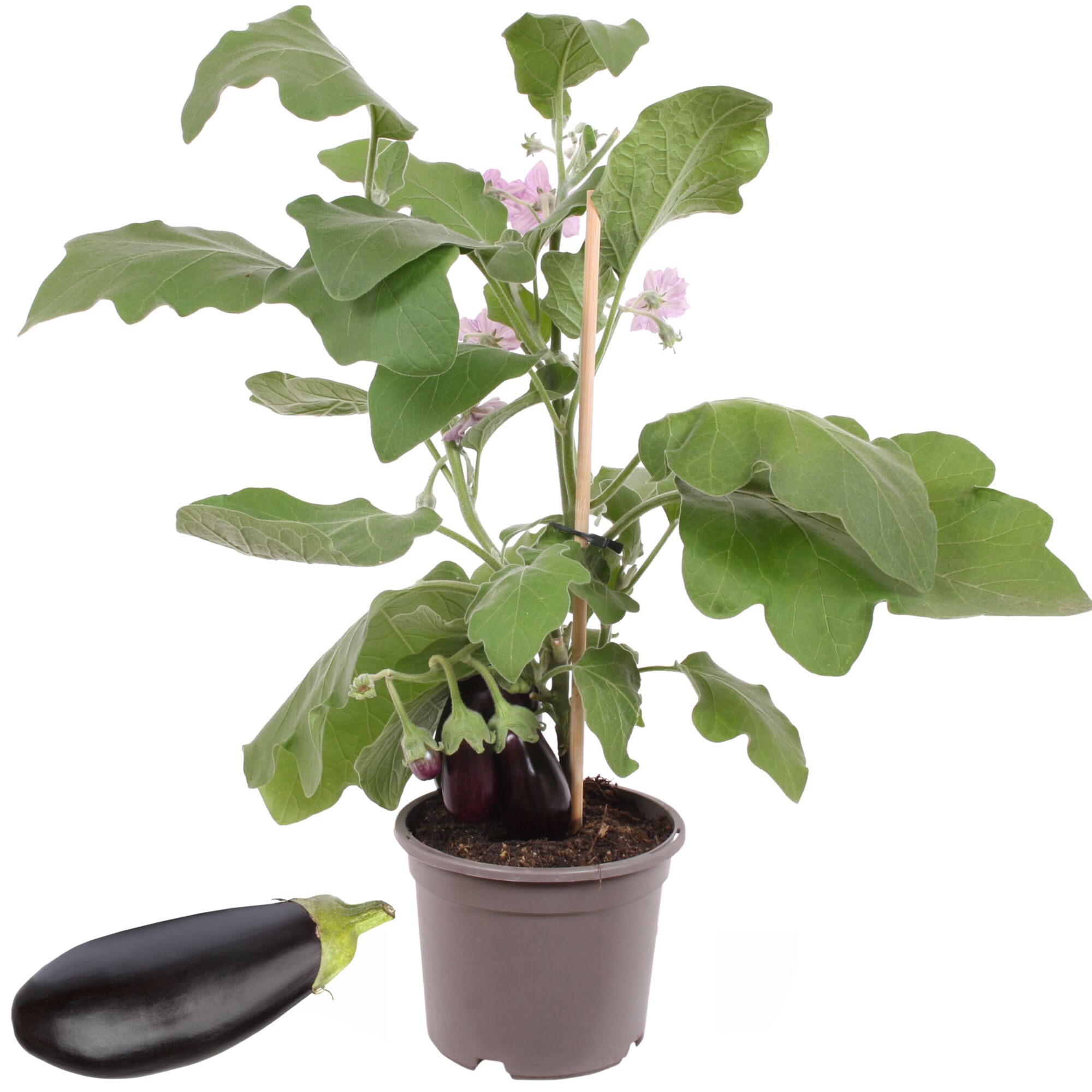 Auberginenpflanze mit Früchten und Blüten im Topf