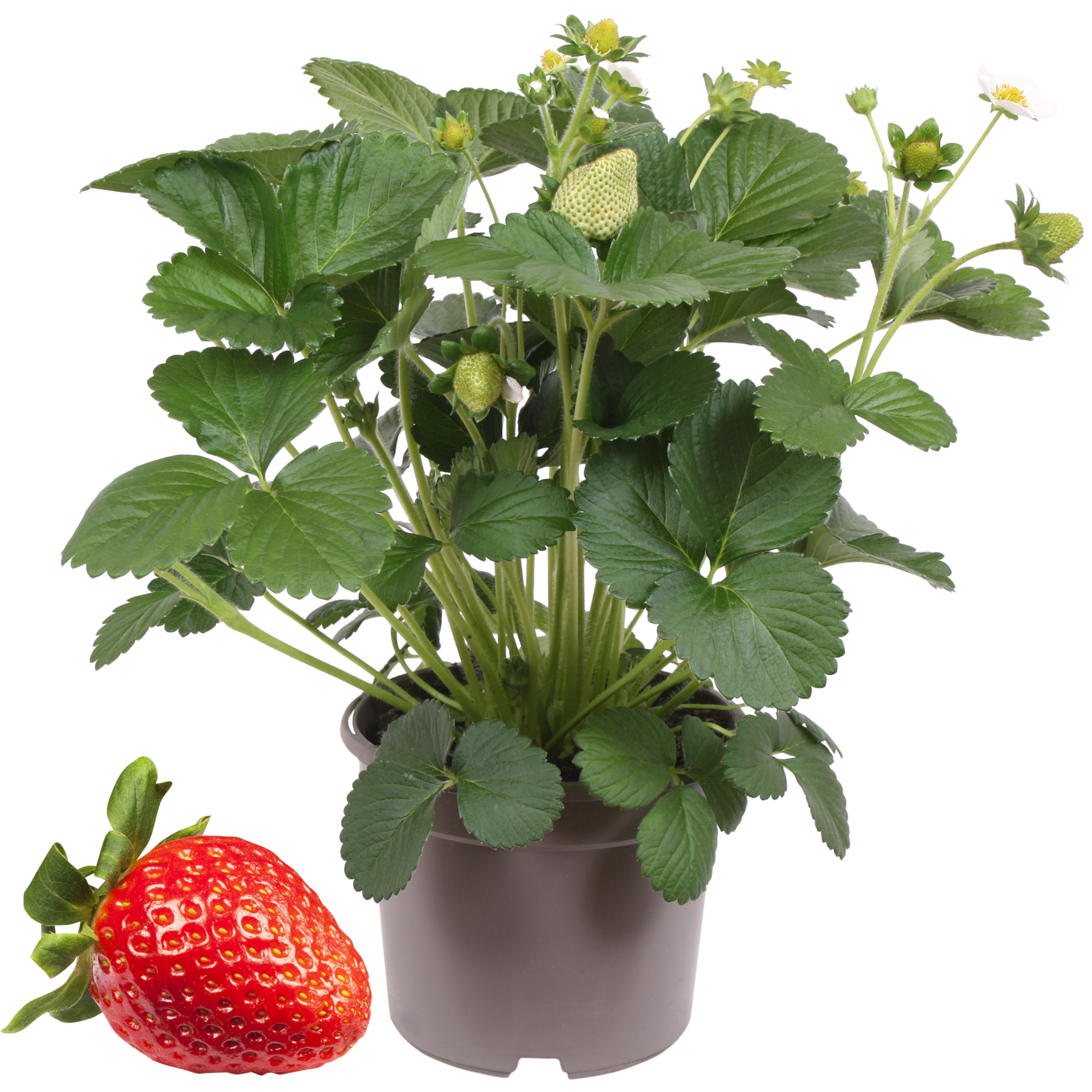 Erdbeere 'Delizz'  mit Früchten 14 cm Topf + product picture