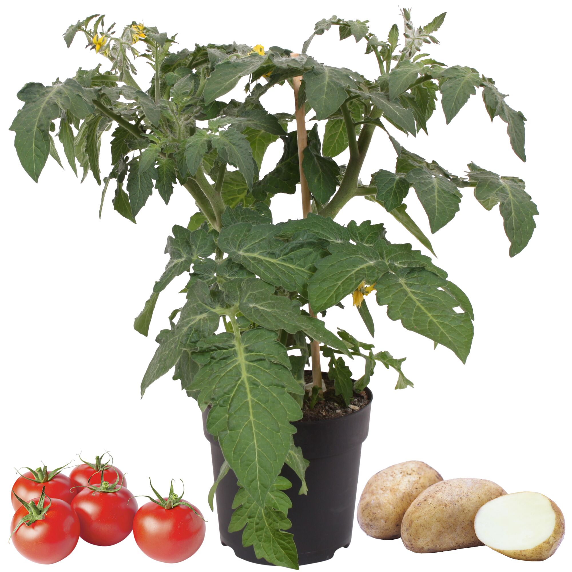 Tomatenpflanze, Tomaten und Kartoffeln