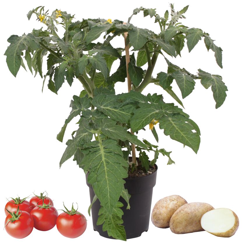 Tomatenpflanze, Tomaten und Kartoffeln