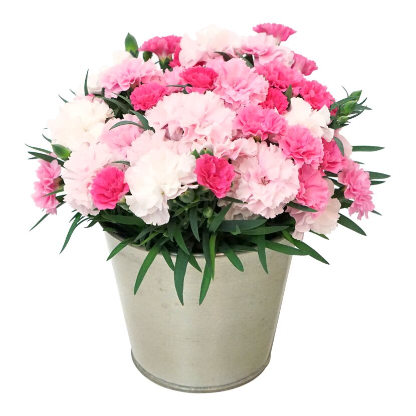 Rosa und weiße Nelken in einem Metalltopf.