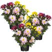 hauptbild