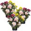 Drei Chrysanthemen im Topf in verschiedenen Farben
