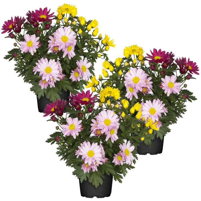 Drei Chrysanthemen im Topf in verschiedenen Farben